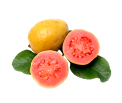 Guava