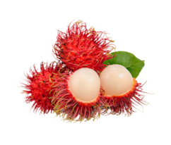 Rambutan.png
