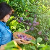 woman-picking-ripe-plums-from-tree-in-basket-2026-01-06-09-37-45-utc (1) woman-picking-ripe-plums-from-tree-in-basket-2026-01-06-09-37-45-utc (1)