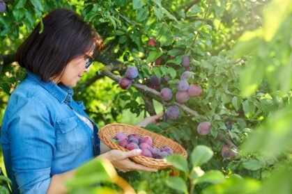 woman-picking-ripe-plums-from-tree-in-basket-2026-01-06-09-37-45-utc (1)