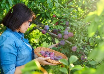 woman-picking-ripe-plums-from-tree-in-basket-2026-01-06-09-37-45-utc (1) woman-picking-ripe-plums-from-tree-in-basket-2026-01-06-09-37-45-utc (1)