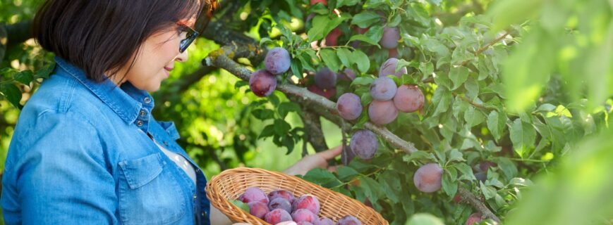 woman-picking-ripe-plums-from-tree-in-basket-2026-01-06-09-37-45-utc (1) woman-picking-ripe-plums-from-tree-in-basket-2026-01-06-09-37-45-utc (1)