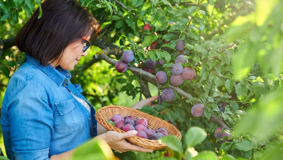 woman-picking-ripe-plums-from-tree-in-basket-2026-01-06-09-37-45-utc (1)